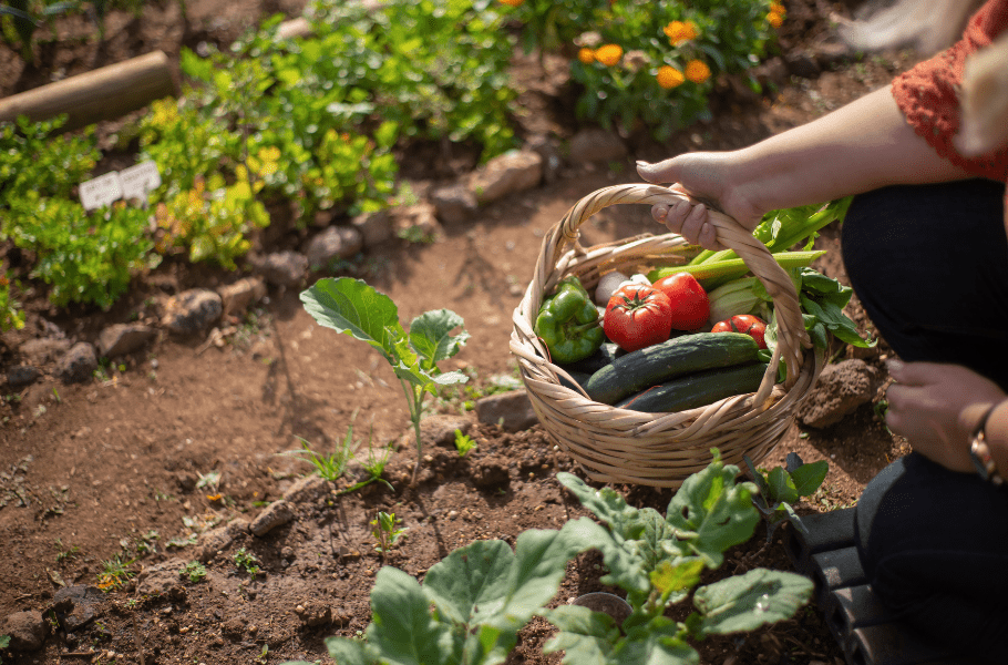 Edible Garden