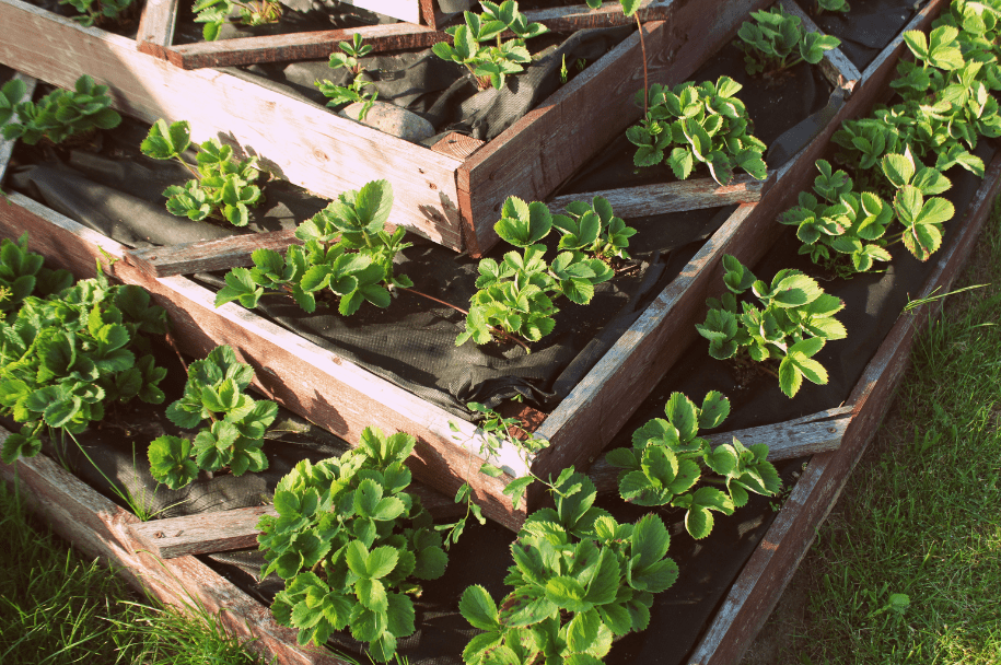 Raised Bed Garden Package