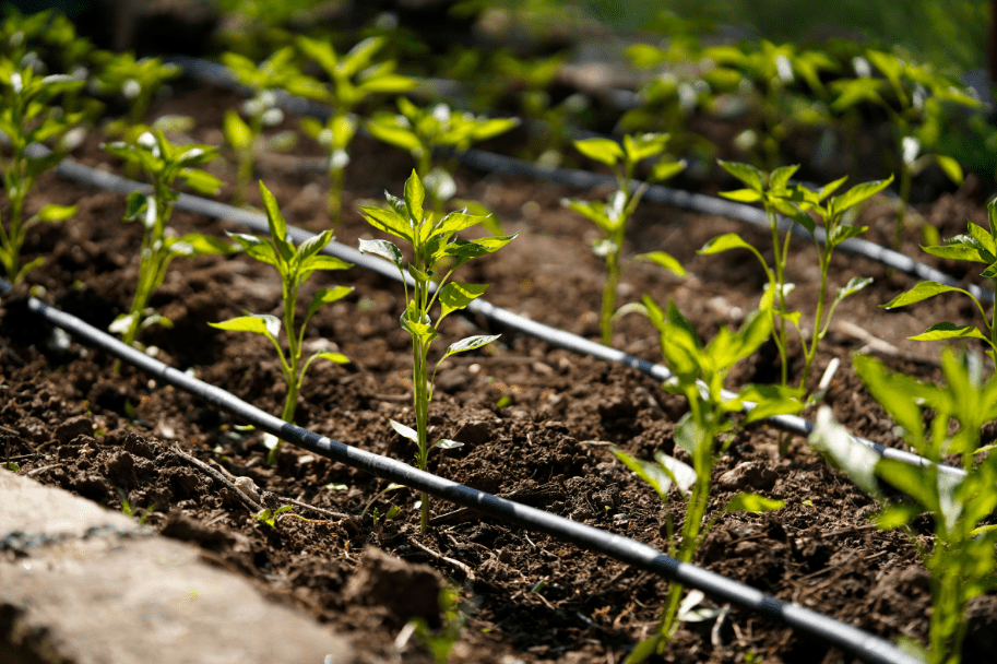 Drip Irrigation Installation