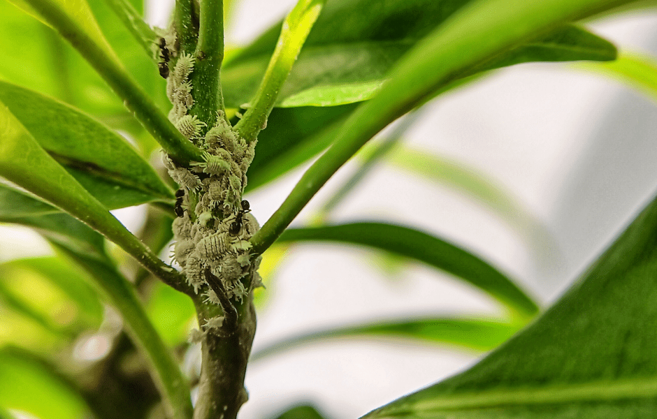 Pest & Disease Treatment