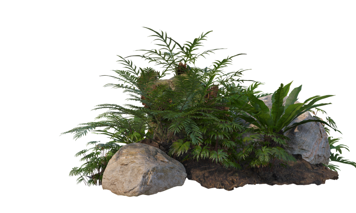 plant-mound Mound with dirt rocks and ferns